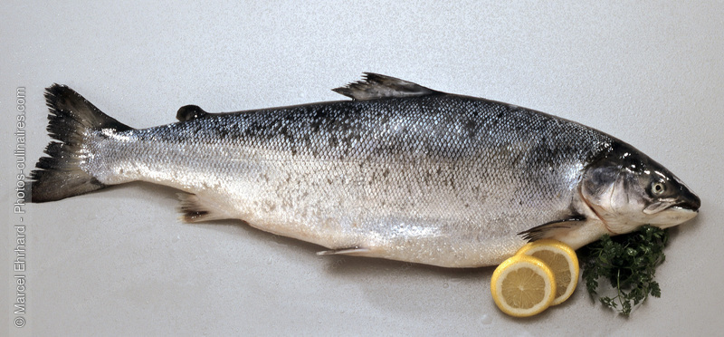 Saumon cru - photo r&eacute;f&eacute;rence PO451.jpg