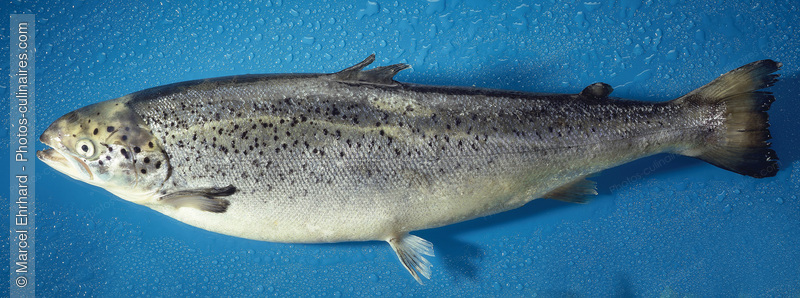Saumon cru - photo r&eacute;f&eacute;rence PO482.jpg