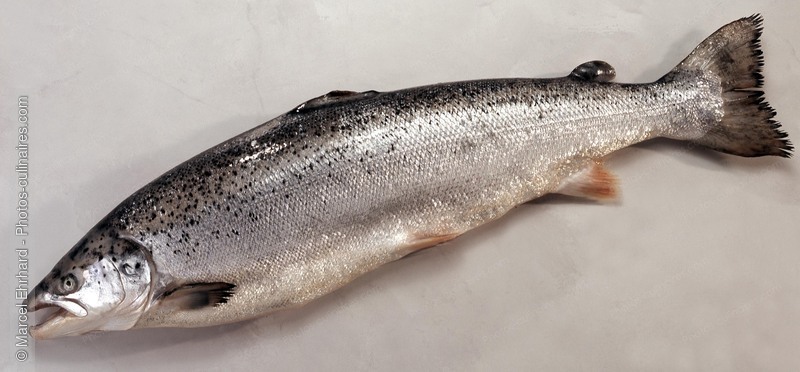 Saumon royal de norv&egrave;ge cru - photo r&eacute;f&eacute;rence PO443.jpg