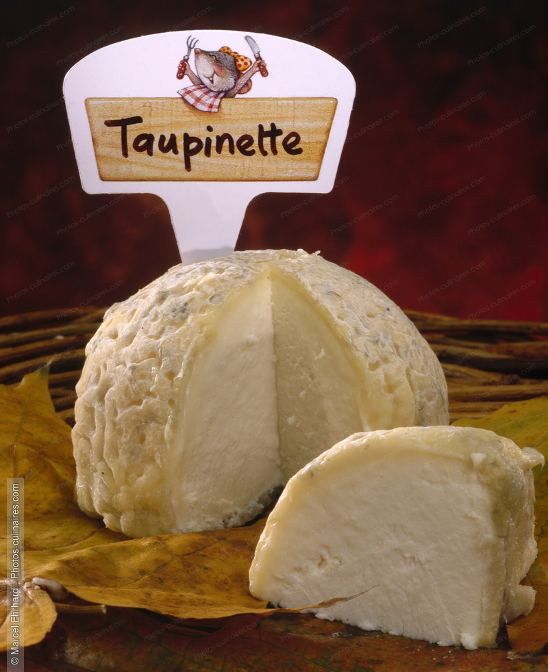 Taupinette - photo r&eacute;f&eacute;rence FR107.jpg