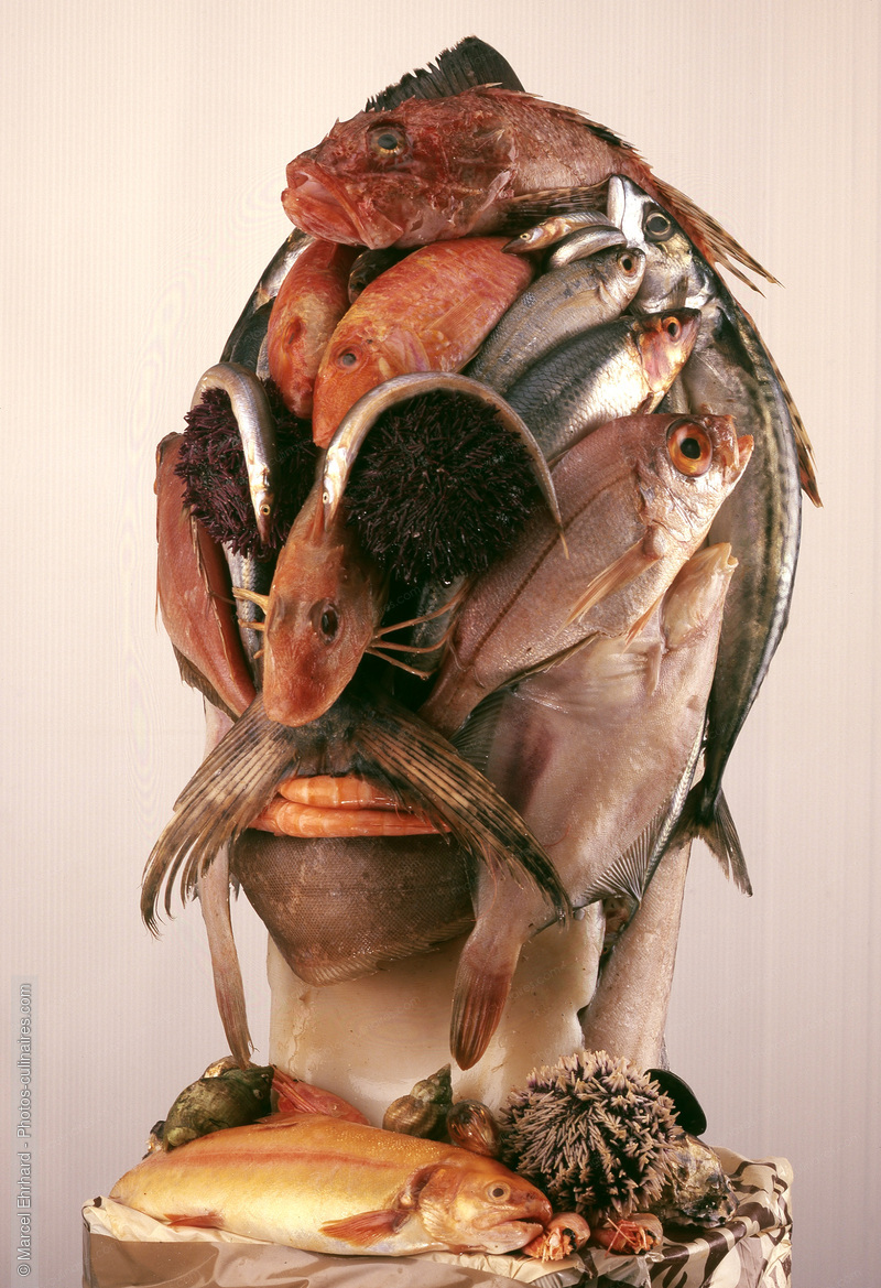 T&ecirc;te de poisson - photo r&eacute;f&eacute;rence PO83.jpg