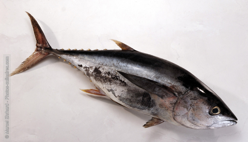 Thon albacore cru - photo r&eacute;f&eacute;rence PO447.jpg