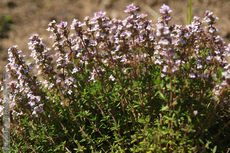 Thym en fleur - photo r&eacute;f&eacute;rence LE274N.jpg