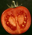 Tomate tanchée