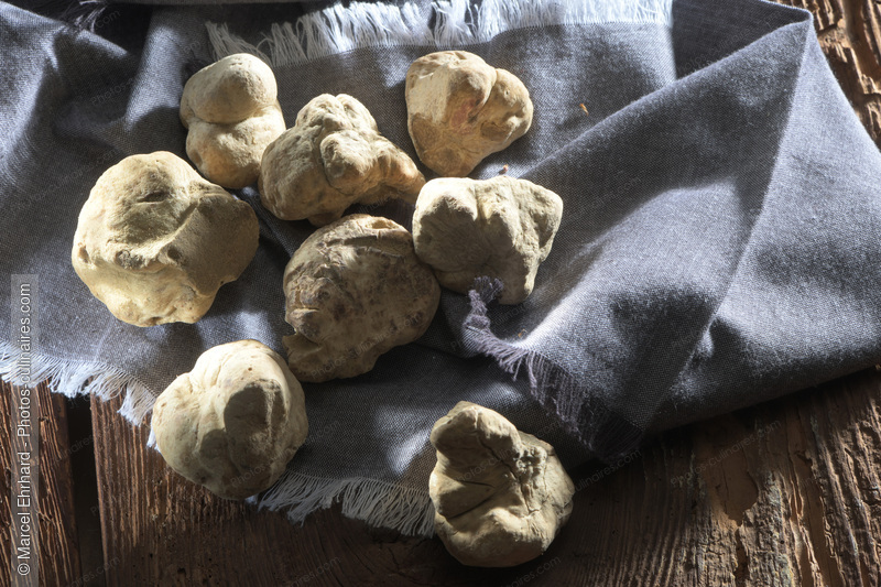Truffe blanche - photo r&eacute;f&eacute;rence LE643N.jpg