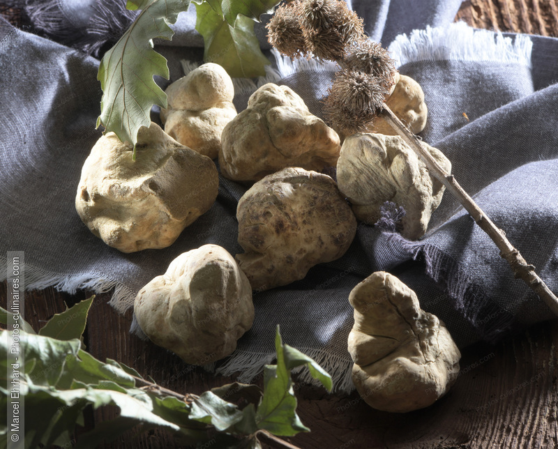 truffe blanche - photo r&eacute;f&eacute;rence LE7642N.jpg