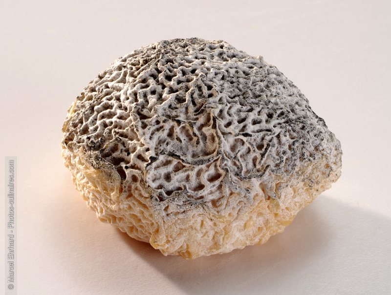 Truffe cendr&eacute;e - photo r&eacute;f&eacute;rence FR189N.jpg