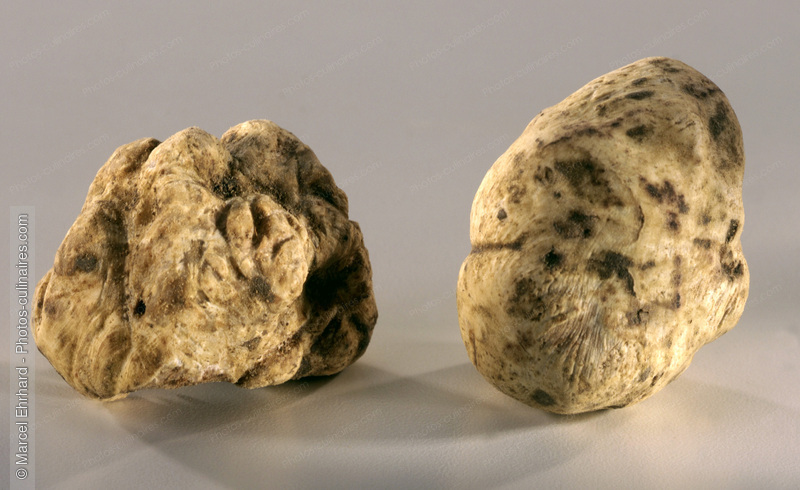 Truffes blanches d'Alba - photo r&eacute;f&eacute;rence LE122.jpg