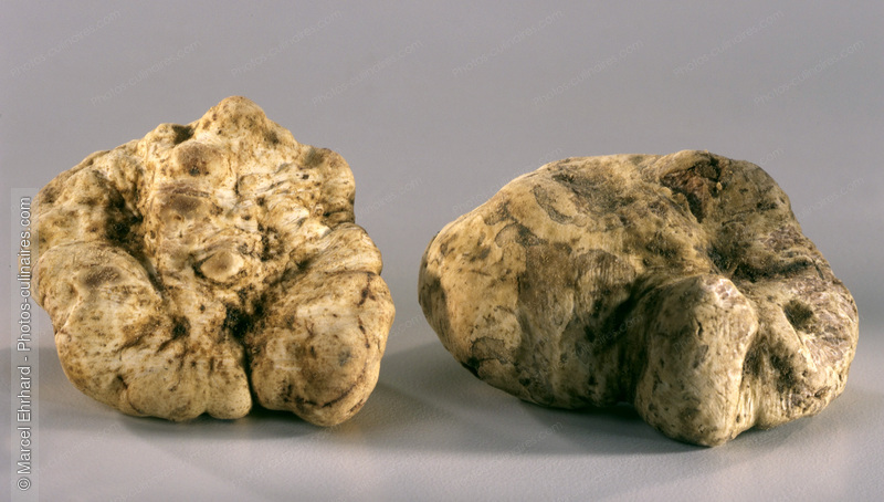 Truffes blanches d'Alba - photo r&eacute;f&eacute;rence LE123.jpg