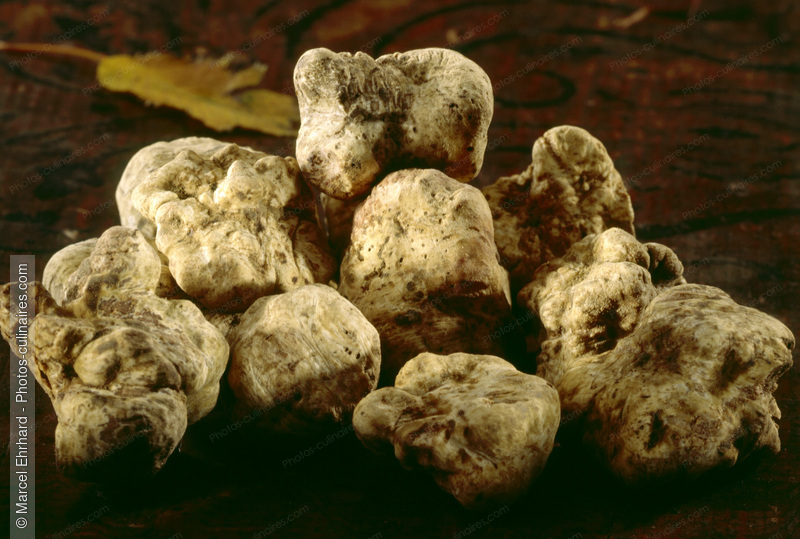 Truffes blanches d'Alba - photo r&eacute;f&eacute;rence LE126.jpg