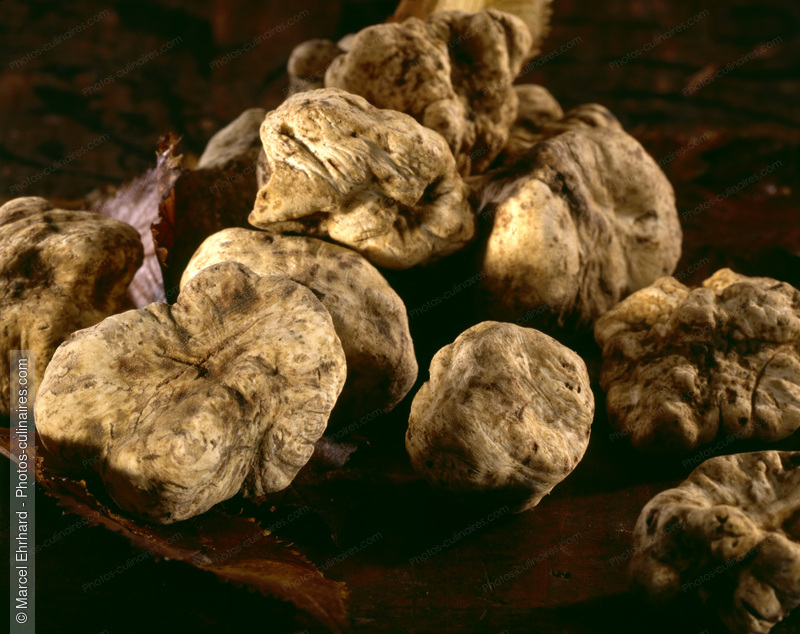 Truffes blanches d'Alba - photo r&eacute;f&eacute;rence LE128.jpg