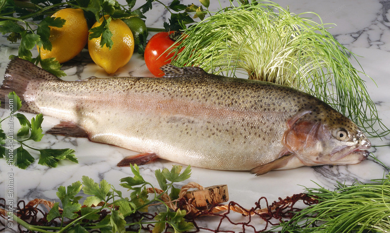 Truite saumon&eacute;e cru en pr&eacute;paration culinaire - photo r&eacute;f&eacute;rence PO487.jpg