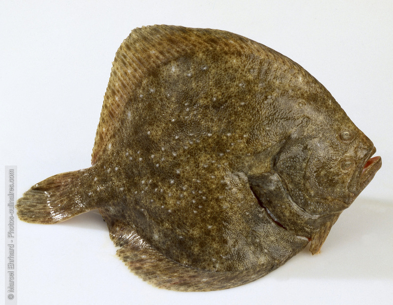 Turbot cru - photo r&eacute;f&eacute;rence PO363.jpg