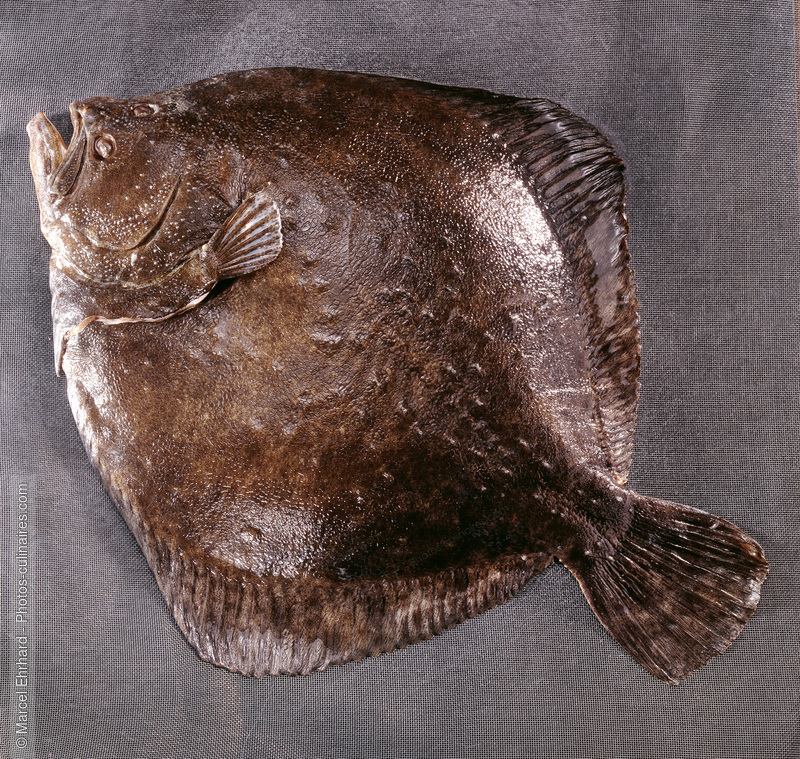 Turbot - photo r&eacute;f&eacute;rence PO130.jpg