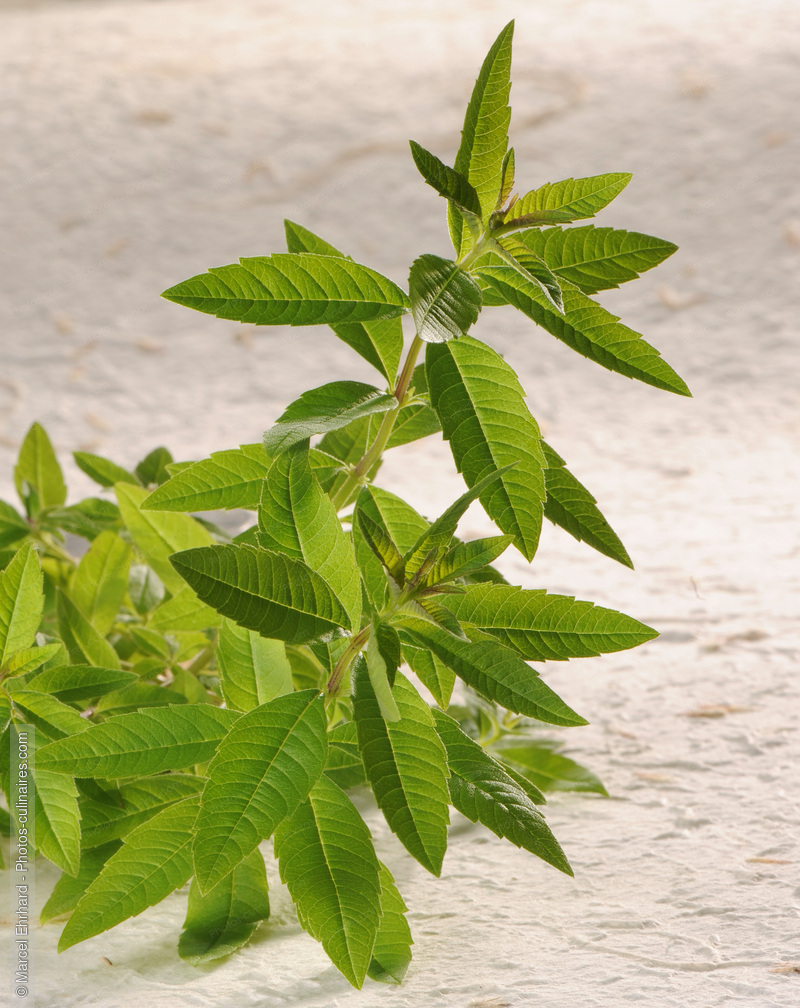 Verveine - photo r&eacute;f&eacute;rence LE475N.jpg