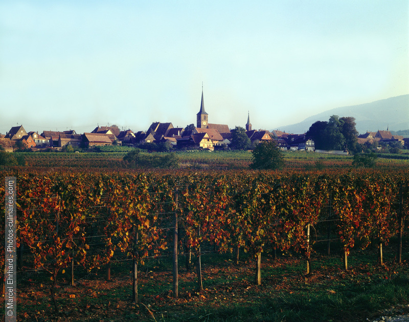 Vignoble d'Alsace en automne - photo référence VIN02.jpg