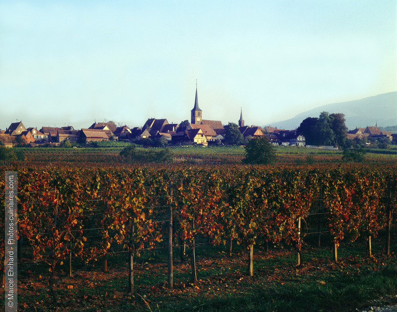 Vignoble d'Alsace en automne - photo r&eacute;f&eacute;rence VIN02.jpg