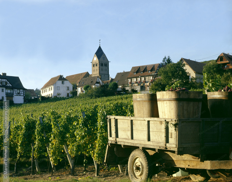 Vignoble d'Alsace - photo référence VIN01.jpg