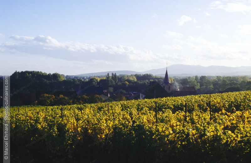 Vignoble d'Alsace - photo référence VIN26.jpg