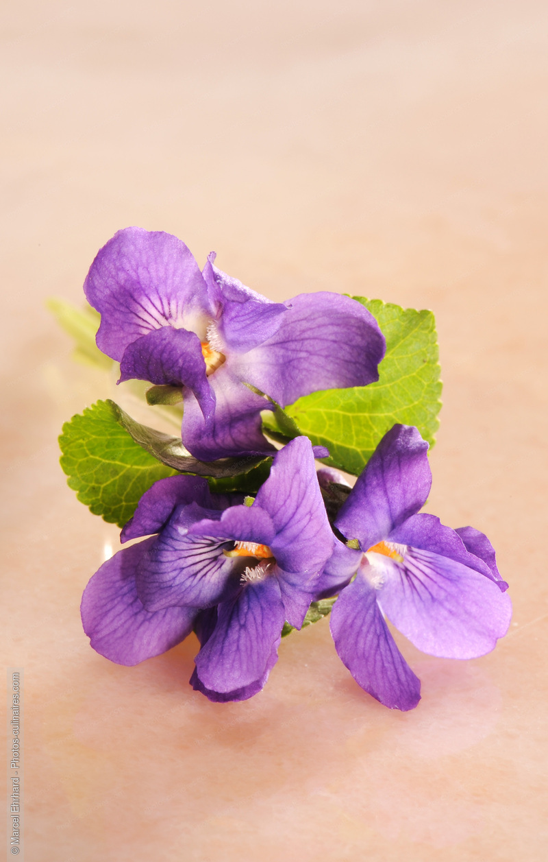 Violette - photo r&eacute;f&eacute;rence AT103N.jpg